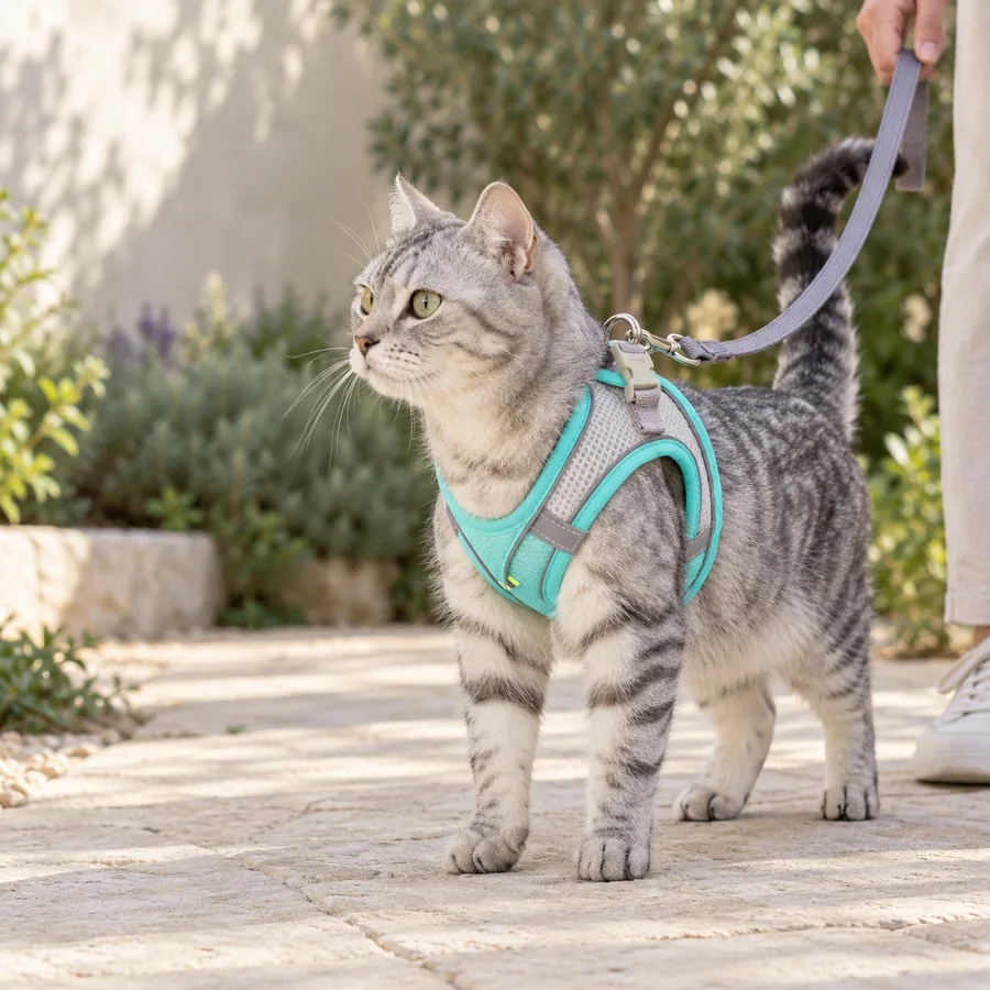 Silver tabby cat wearing the mint green Escapaw mesh vest on a garden path, the grey leash clipped to the ring between its shoulders